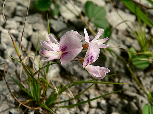 {Lespedeza repens}